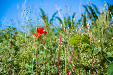 A red common poppy flower growing in the green field
