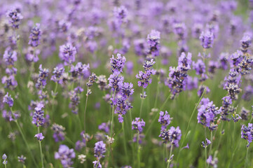 field of lavender flowers