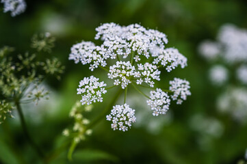 A closeup shot of the cow parsley flower behind a blurry background