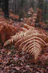 fern in the forest
