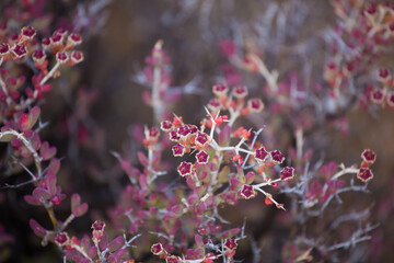 Succulent plants with bright red flowers in the Tankwa Karoo of South Africa