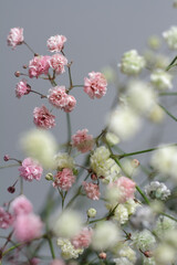 Multicolored bouquet of gypsophila flowers on gray background. Minimal composition of gypsophila flowers on pale pastel background.