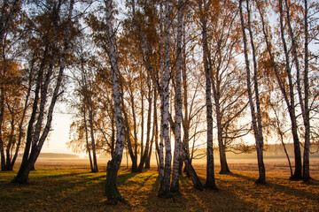 Obraz premium beautiful shot, autumn early misty Golden dawn in a birch forest with yellow leaves and blue sky