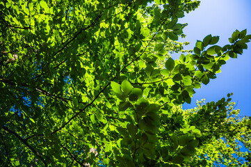 Fototapeta premium A closeup shot of green leaves on the tree branches
