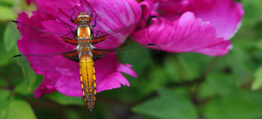 dragonfly on flower