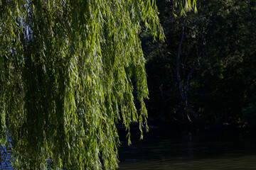 Beautiful weeping willow tree foliage with dark copy space to side