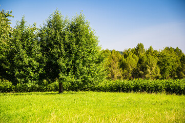 The trees in front of the green landscape during daytime