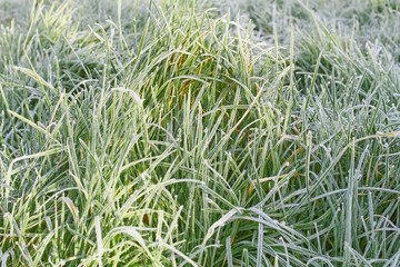 Texture of frozen green grass in the morning in winter time