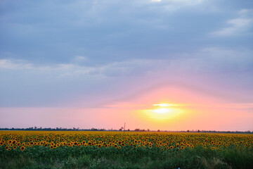 Field of young orange sunflowers