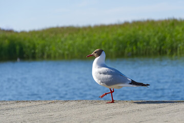 black headed gull close-up in front of lake.