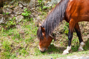 Garrano do Gerês