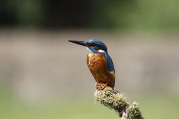 Male common kingfisher fishing from a mossy perch at the lake