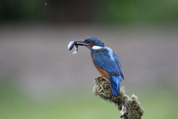 Male common kingfisher fishing from a mossy perch at the lake