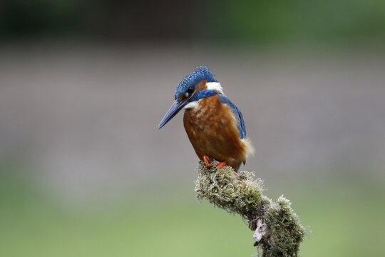 Male common kingfisher fishing from a mossy perch at the lake © Stephen