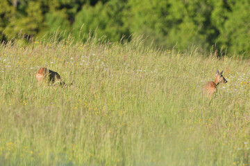 Two deer roe graze in a meadow in tall grass in summer