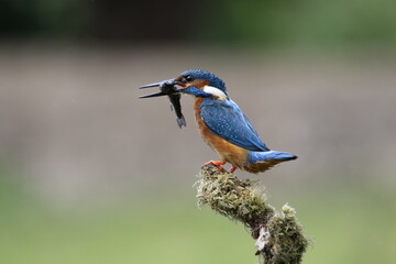 Male common kingfisher fishing from a mossy perch at the lake