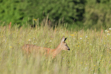 A close up view of a roe deer jumping in the grass