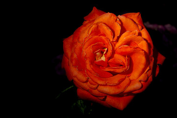 Beautiful orange rose close-up at night. Low key
