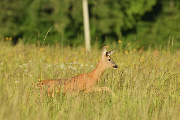 A close up view of a roe deer jumping in the grass