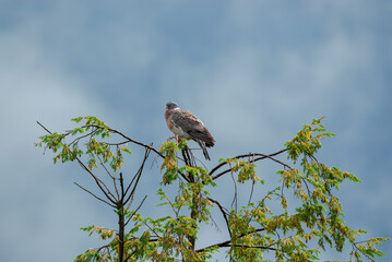 Wood pigeon on top of a tree, illuminated by the sun after a heavy rain
