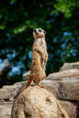 Meerkats standing on the rock as a sentinel to protect the family in the natural park
