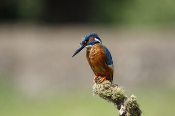 Male common kingfisher fishing from a mossy perch at the lake
