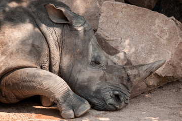 Fototapeta premium Close-up of an African white rhinoceros lying down in the shade of a tree.