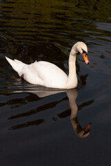 Mute swan, cygnus olor, swimming in the water
