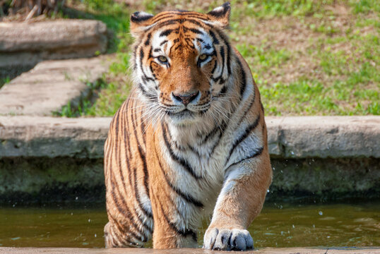 Frontal portrait of a Siberian tiger as it comes out of the water
