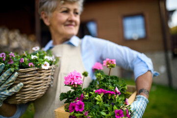 Senior woman gardening in summer, holding flowering plants.