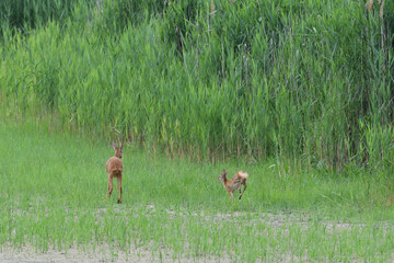 A roe deer mom and her young are jumping in a swamp by a pond