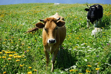 Cows in a meadow
