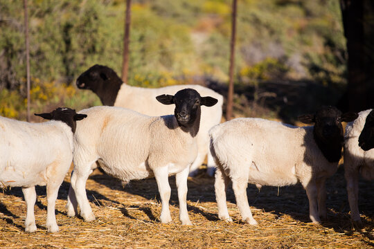 Dorper Sheep Rams on a dorper sheep stud farm in the Tankwa karoo in South Africa