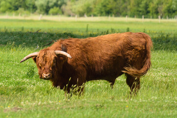 Scottish highland cow standing in a field on a beautiful day