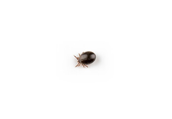 Tick thick round