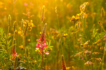 Beautiful floral background. Wild flowers in the bright rays of the setting sun.