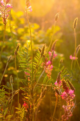 Beautiful floral background. Wild flowers in the bright rays of the setting sun.