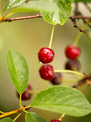 Wet cherry on a branch