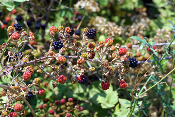 Beautiful ripe blackberries ready to be harvested in sunny Italy