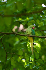 Rose-ringed parakeet bird sitting on a branch waiting for some food at Brussels