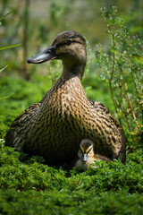 female mallard duck with chick