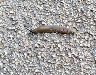 Slug on coarse gravel background with space for copy below