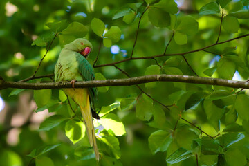 Rose-ringed parakeet bird sitting on a branch waiting for some food at Brussels