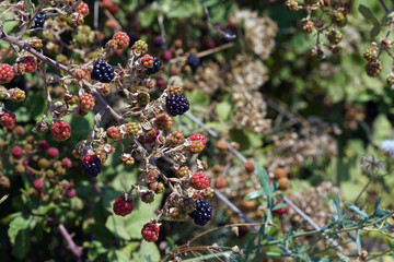 Beautiful ripe blackberries ready to be harvested in sunny Salento