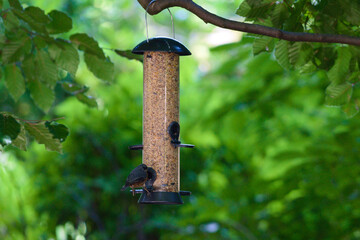 Wild bird eating from a tube feeder (silo) filled with delicious seeds
