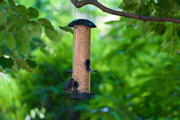 Wild bird eating from a tube feeder (silo) filled with delicious seeds
