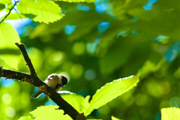 Young baby bird tit in a tree watching the garden