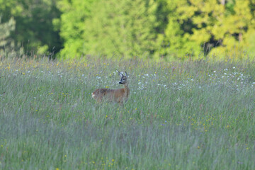 Two deer roe graze in a meadow in tall grass in summer