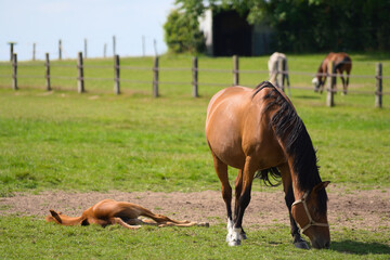 Naklejka na ściany i meble Brown baby foal horse laying in the grass and mother mare at the ranch eating grass