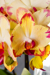 Yellow flowering orchids isolaten on the background